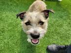 Adopt SCOUT a Cairn Terrier, Mixed Breed