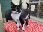 Adopt CARTER a Domestic Short Hair