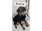 Adopt PETE a Doberman Pinscher