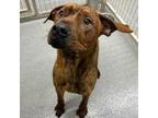 Adopt Hooper a Catahoula Leopard Dog, Mixed Breed