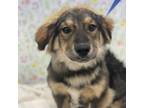 Adopt Brownie a Mixed Breed
