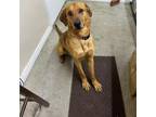Adopt Skelly (Max) a Redbone Coonhound