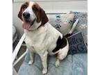 Adopt Snickers a Treeing Walker Coonhound