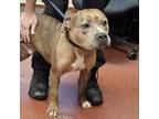 Adopt Heathcliff a Pit Bull Terrier