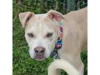 Adopt Turbo a Pit Bull Terrier