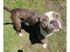 Adopt Pine a Pit Bull Terrier, Mixed Breed