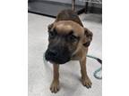 Adopt Tator a Black Mouth Cur, Mixed Breed