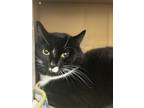 Adopt Tucker a Domestic Short Hair