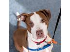 Adopt Chewy a Pit Bull Terrier