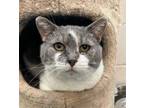 Adopt Wilbur a Domestic Short Hair