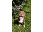 Adopt Candy Man a Pit Bull Terrier