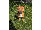 Adopt Adonis a Pit Bull Terrier