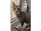 Adopt Big Foot a Domestic Short Hair