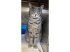 Adopt Thumb Thumb a Domestic Short Hair