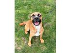 Adopt Lionel a Boxer