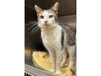 Adopt Centaur a American Bobtail