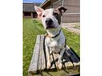 Adopt Franklin a Pit Bull Terrier