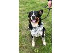 Adopt Maverick a Australian Cattle Dog / Blue Heeler