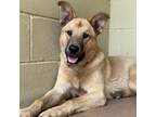 Adopt RAGNAROK a Shepherd, Carolina Dog