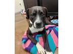 Adopt MEMPHIS a Pit Bull Terrier, Mixed Breed