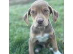 Adopt Dug a Mixed Breed