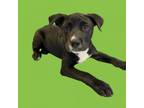 Adopt TUSC-Stray-tu2385 a Labrador Retriever, Terrier