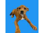 Adopt TUSC-Stray-tu2385_2 a Labrador Retriever, Terrier