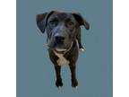 Adopt TUSC-Stray-tu2389 a Labrador Retriever