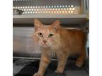 Adopt Sparky a Domestic Short Hair