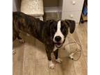 Adopt Rosco a Mixed Breed