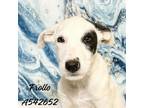 Adopt FROLLO a Mixed Breed