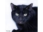 Adopt Twilight a Domestic Short Hair