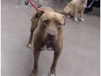 Adopt ACE a Pit Bull Terrier, Mixed Breed