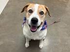 Adopt LIAM a Labrador Retriever, Beagle