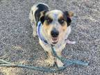 Adopt SARUMAN a Australian Cattle Dog / Blue Heeler