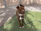 Adopt TEDDY a Pit Bull Terrier, Mixed Breed