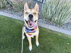 Adopt PROFESSOR X a German Shepherd Dog, Siberian Husky