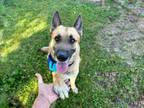 Adopt ERIS a German Shepherd Dog