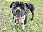 Adopt QUINTON a Pit Bull Terrier, Mixed Breed