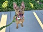 Adopt ROCKO a Pit Bull Terrier, Mixed Breed
