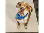 Adopt Rebel a Pit Bull Terrier