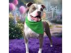 Adopt Sid a Pit Bull Terrier