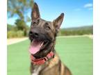 Adopt JIMMY CHEW* a Belgian Shepherd / Malinois