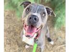 Adopt GRIFFEY* a Pit Bull Terrier