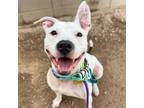 Adopt DYCE a Pit Bull Terrier, Mixed Breed