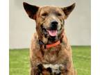 Adopt MAXWELL* a Labrador Retriever, Mixed Breed