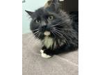 Adopt Otis a Domestic Long Hair