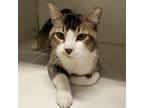 Adopt MILO a Domestic Short Hair