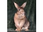 Adopt Spice fka Brownie a Bunny Rabbit