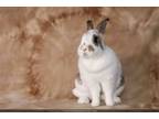 Adopt Cupcake a Bunny Rabbit